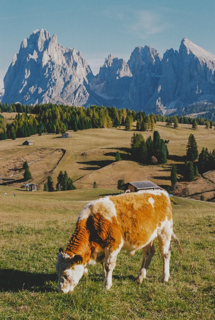 Dolomites cow