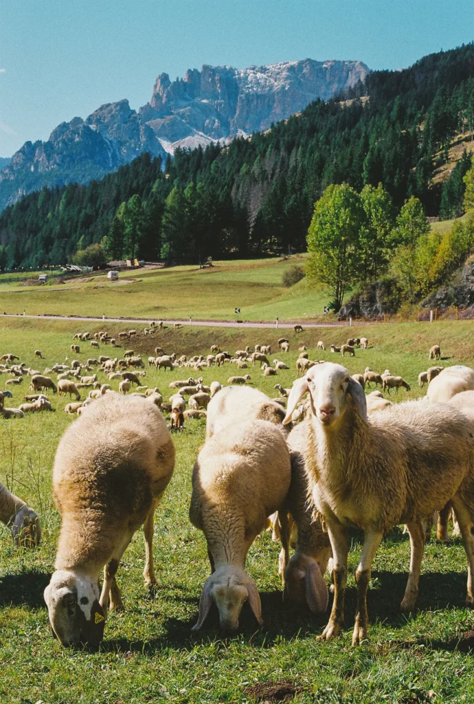 Mazzin Sheep