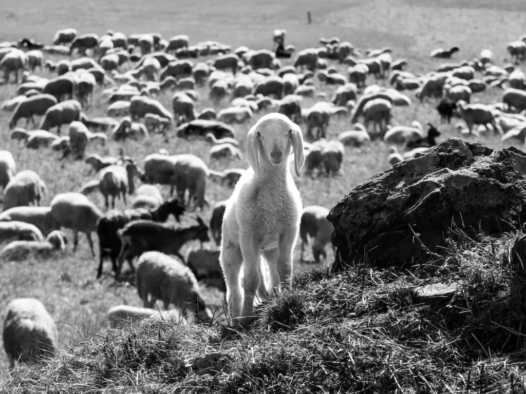 baby-lamb-dolomites