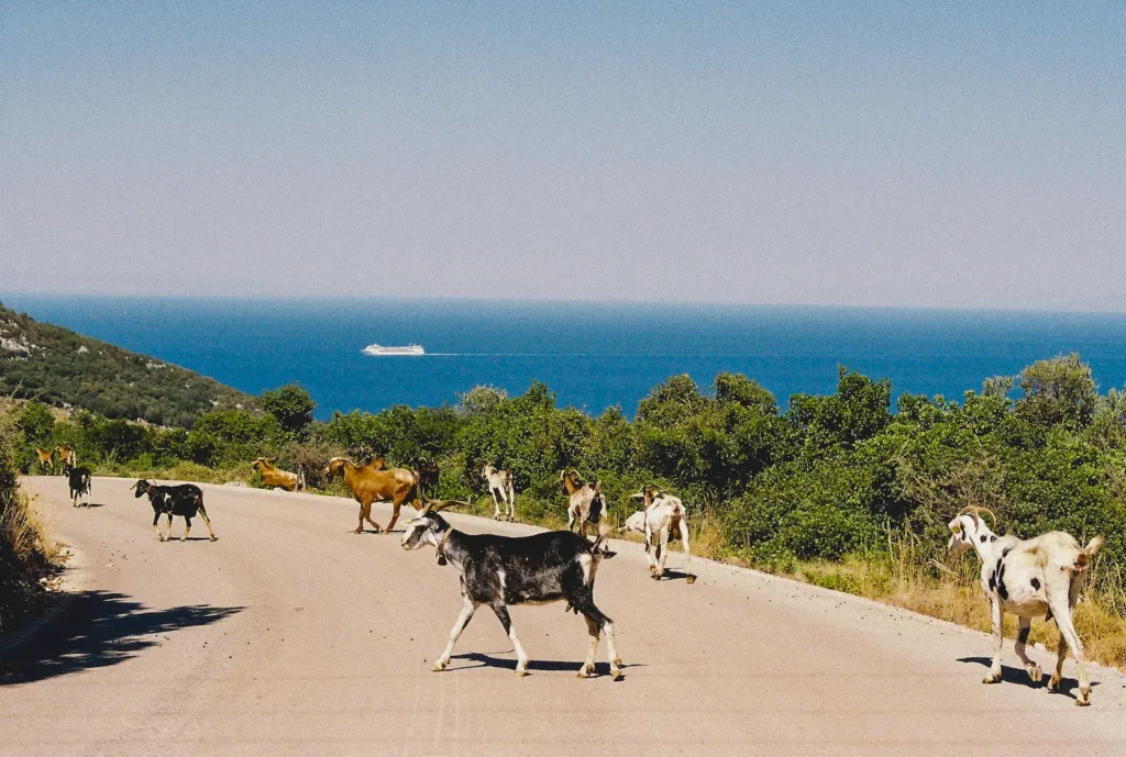 goats-of-zakynthos-island